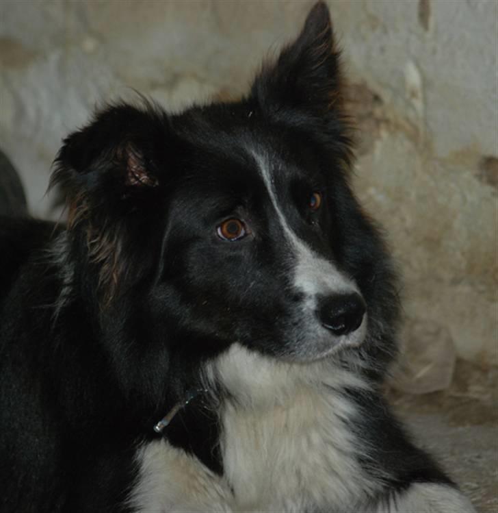 Border collie Bobby (Buffas) billede 14