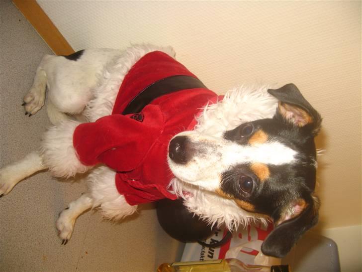 Dansk svensk gaardhund Laika Himmelhund billede 17