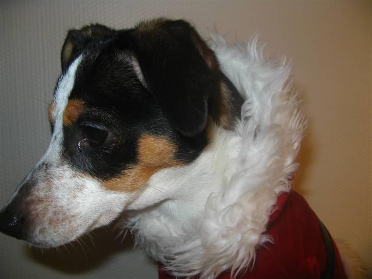 Dansk svensk gaardhund Laika Himmelhund billede 18