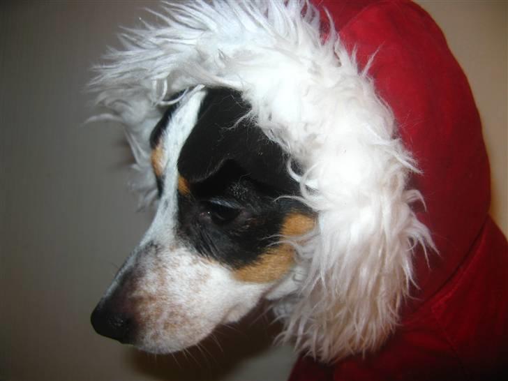 Dansk svensk gaardhund Laika Himmelhund billede 19