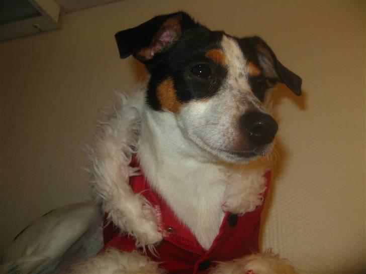 Dansk svensk gaardhund Laika Himmelhund billede 20