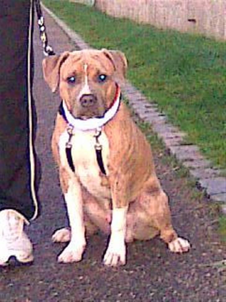 Amerikansk staffordshire terrier Nattergalens Melvin # Max - Max 7 mrd. billede 8