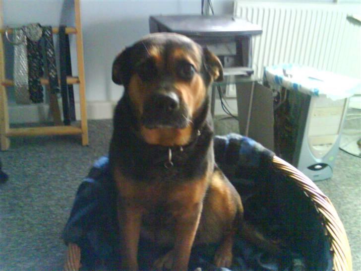 Blanding af racer Snif billede 1