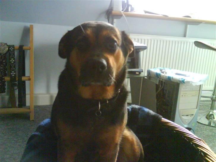 Blanding af racer Snif billede 2