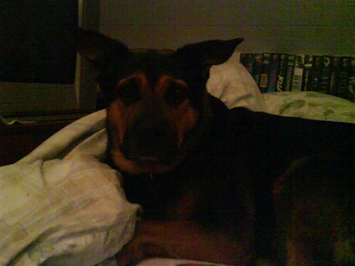 Blanding af racer Snif billede 3