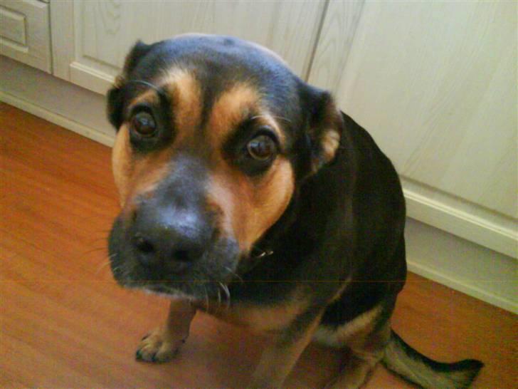 Blanding af racer Snif billede 4