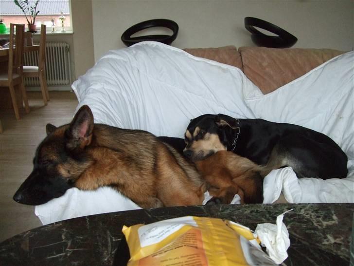 Schæferhund Aldum Donna - to dejlig trætte hunde... billede 19
