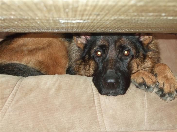 Schæferhund Aldum Donna - Gemmer mig lige så kan du ikke se mig... billede 20