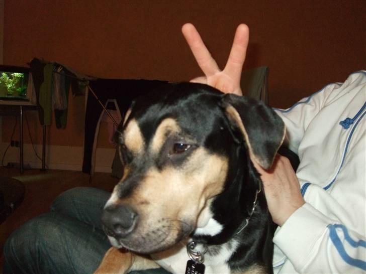 Blanding af racer Mars - stop så far.. billede 18