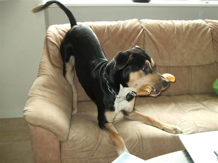 Blanding af racer Mars billede 19