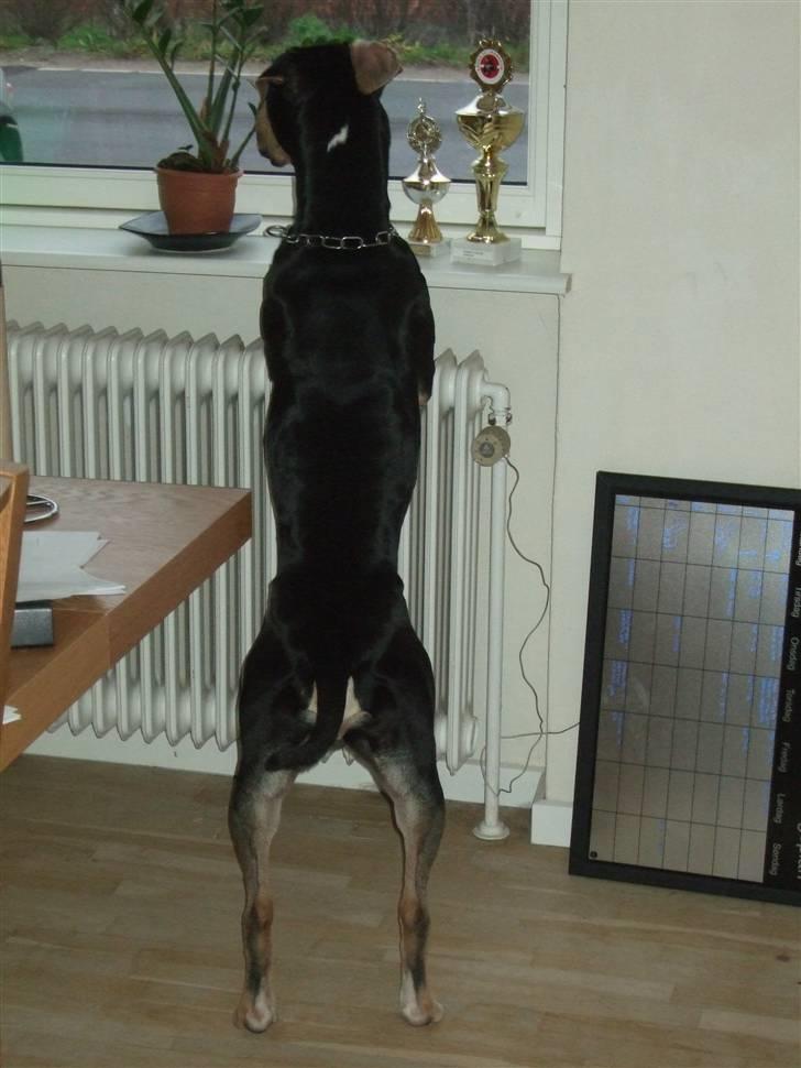 Blanding af racer Mars - Kommer du ikke snart hjem... billede 20