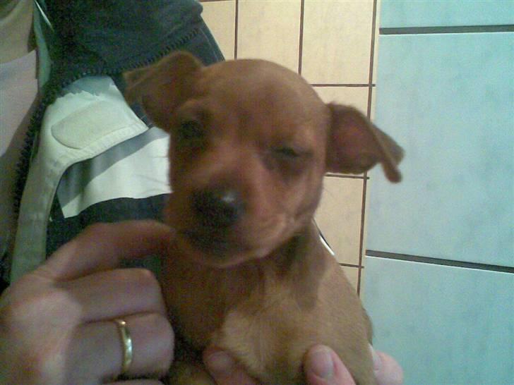 Dvaergpinscher Tyson - Gab! Hvornår skal vi sove? billede 7