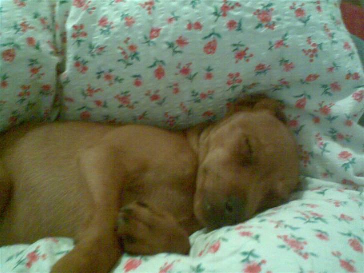 Dvaergpinscher Tyson - ZZZ billede 8