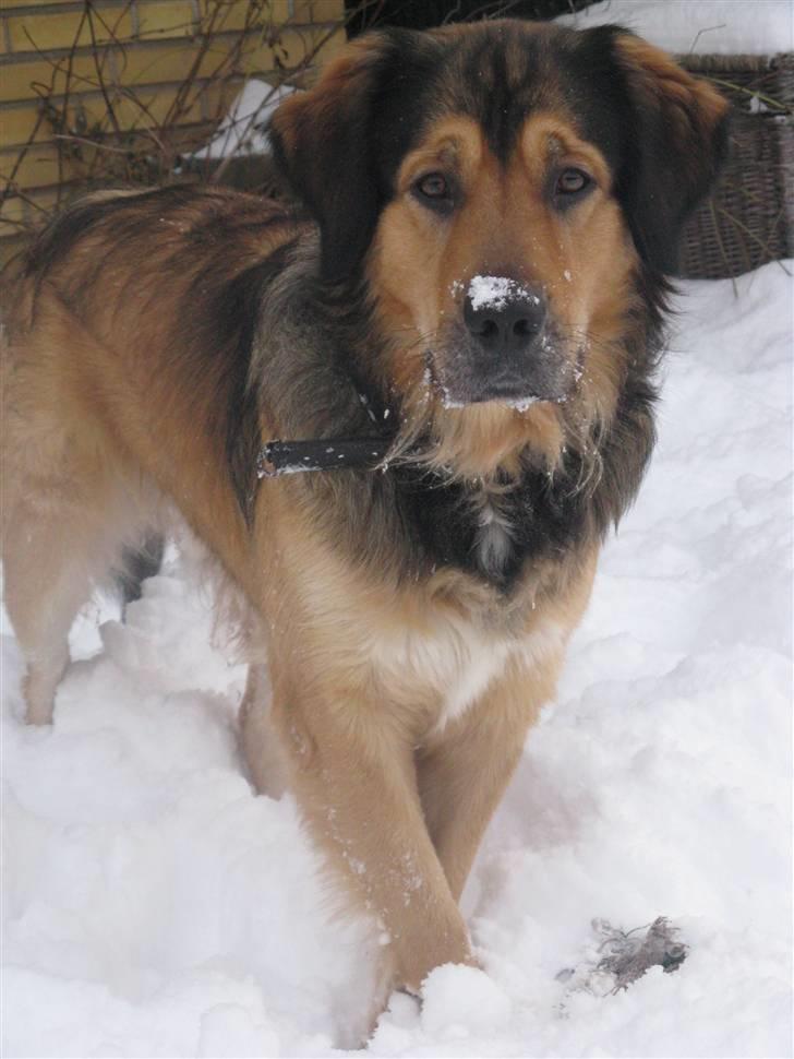 Blanding af racer Kovo - NYT! billede 12