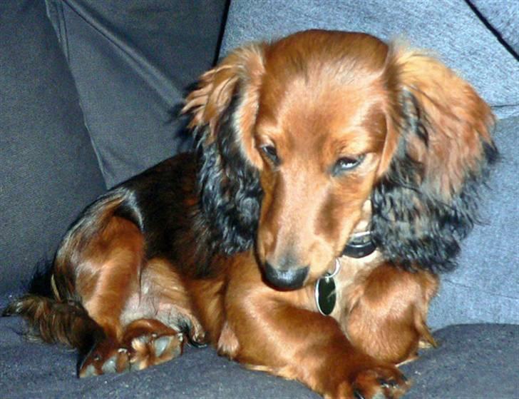 Dværggravhund  Anton  Himmelhund billede 14