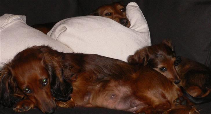 Dværggravhund  Anton  Himmelhund - Ælsker at sove sammen med dem begge 2 billede 15