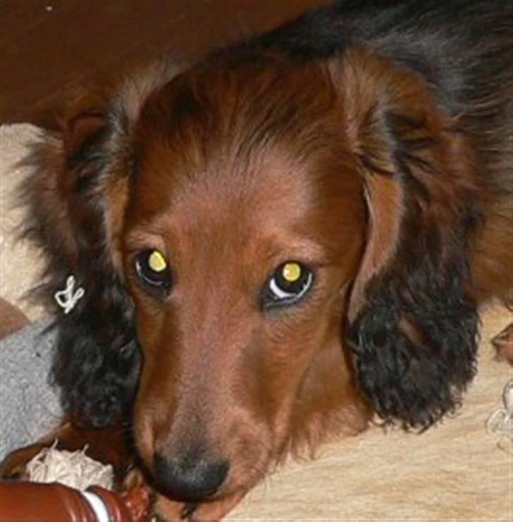 Dværggravhund  Anton  Himmelhund billede 16