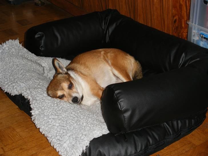 Norsk lundehund Heldager's Liv - Dejlig hundesofa Fossi har taget med hjem fra Herning      9.11.08 billede 18