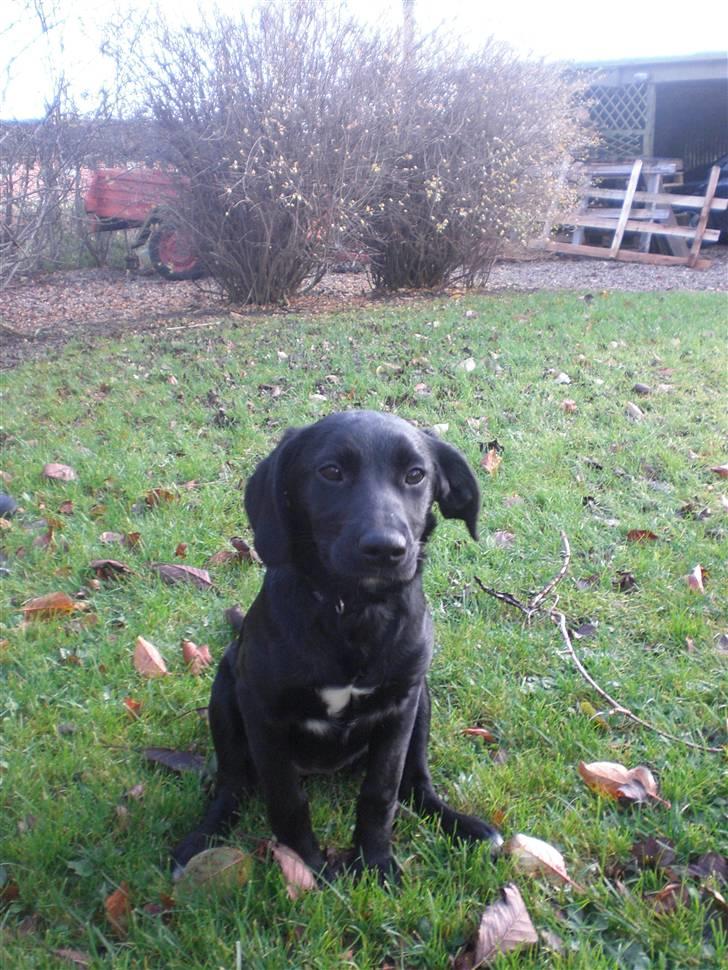 Blanding af racer bibi lige blvet solgt :`( - Hej. velkommen til min profil billede 1