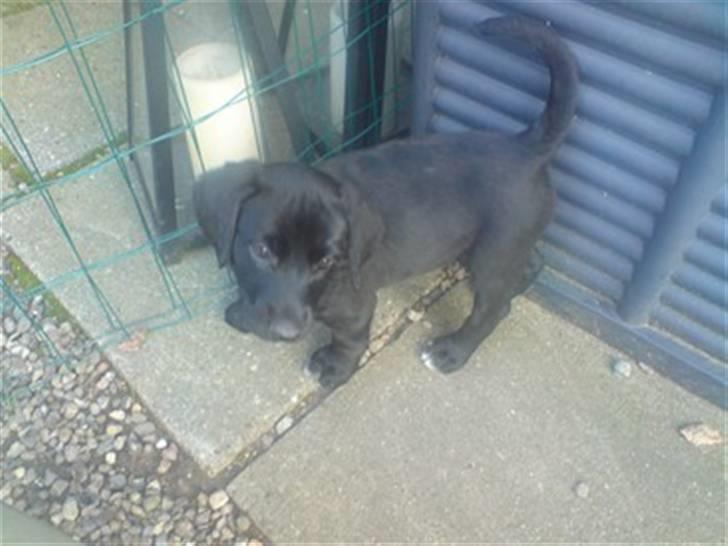 Blanding af racer bibi lige blvet solgt :`( billede 2