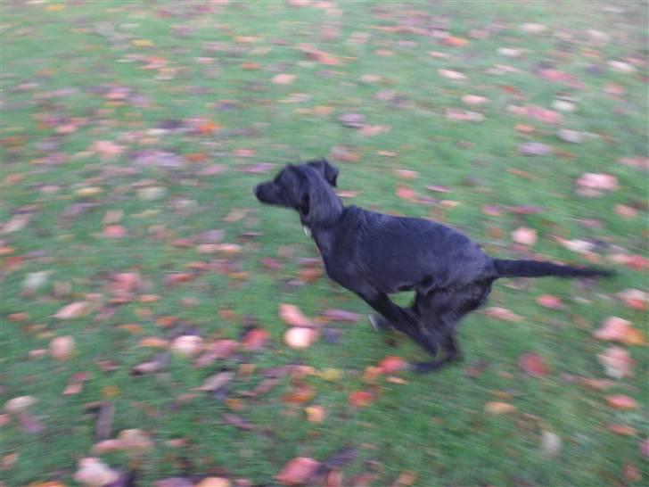 Blanding af racer bibi lige blvet solgt :`( billede 3