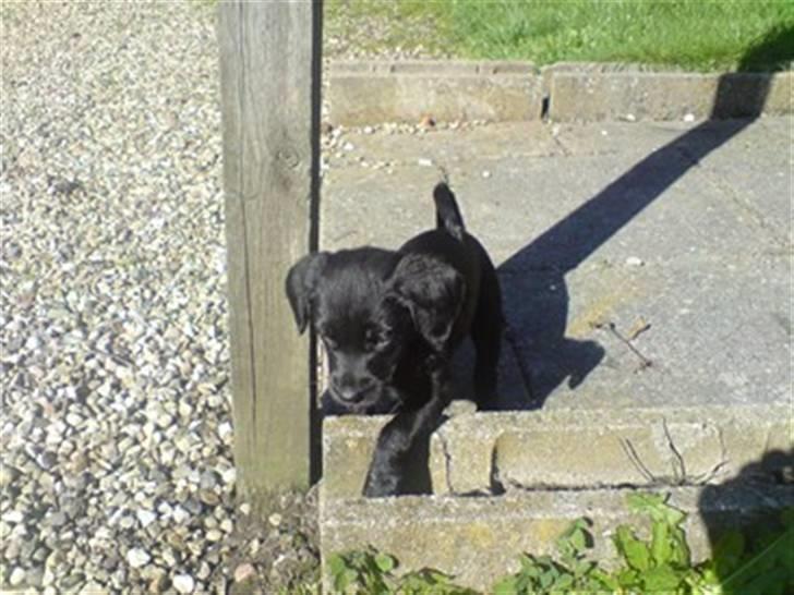 Blanding af racer bibi lige blvet solgt :`( billede 4