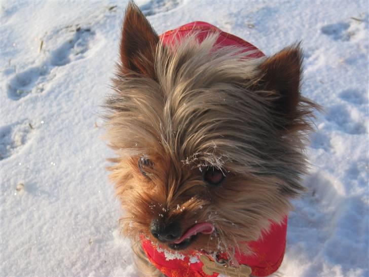 Yorkshire terrier Silk - Addd... med sne og frost, godt jeg har fået ny frakke vinter 2010 billede 1