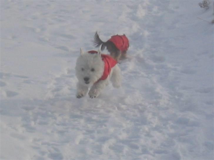 Yorkshire terrier Silk - Jubiiiiiiiiiiiiiiii leg i sneen vinter 2010 billede 2
