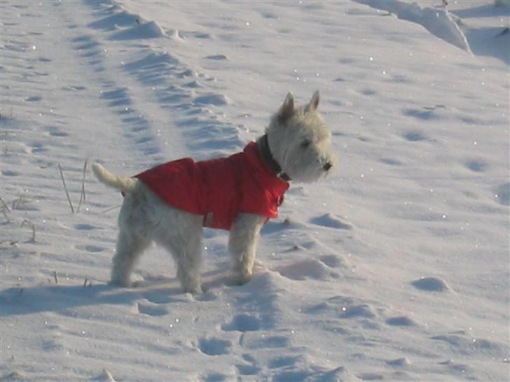 Yorkshire terrier Silk - Min dejlige storesøster Wilma overvejer lige at hoppe i åen Brrrrr....... billede 3