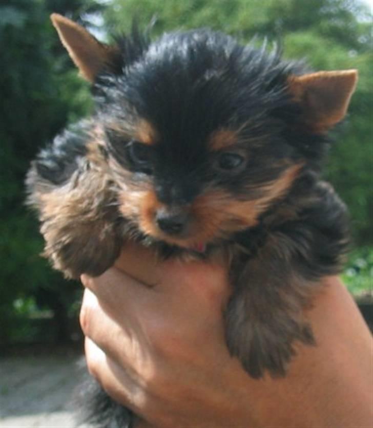 Yorkshire terrier Silk - En dejlig håndfuld hundehvalp billede 4