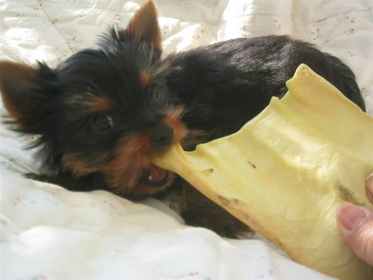 Yorkshire terrier Silk - Bare så skønt med et griseøre billede 5