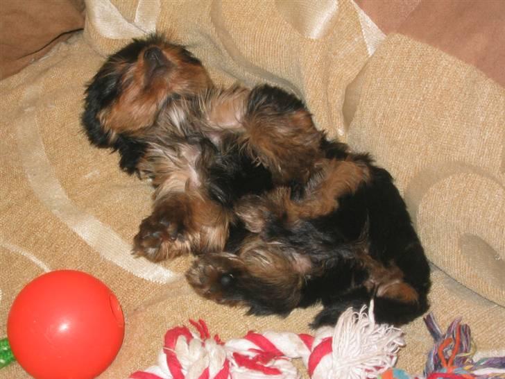 Yorkshire terrier Silk - En på øjet !! billede 6