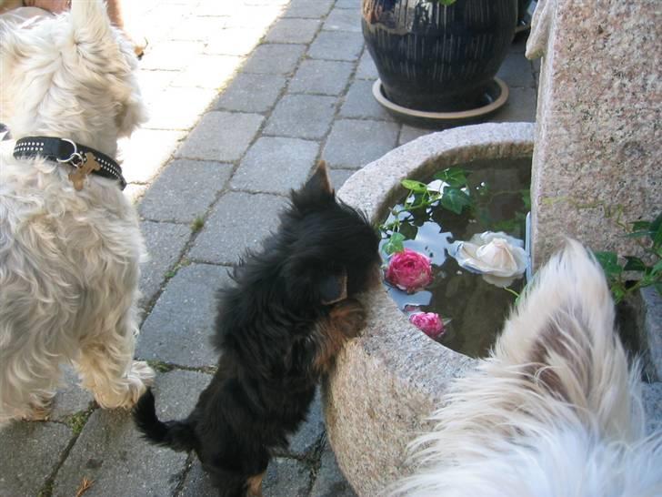 Yorkshire terrier Silk - Dejligt frisk vand med rosensmag billede 7