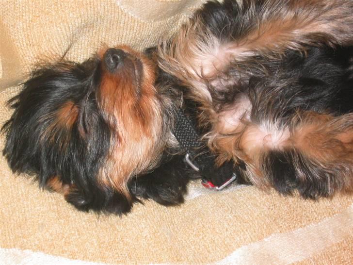 Yorkshire terrier Silk - Hvem kan stå for det lille ansigt ? billede 8