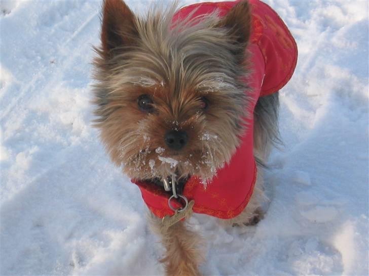Yorkshire terrier Silk - Dejlig ny frakke syet efter mål af en her på HG Gesa kan findes under Marked billede 9