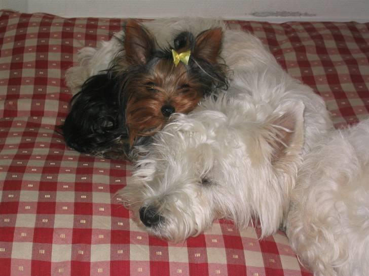 Yorkshire terrier Silk - Skøøønt med gode venner billede 10