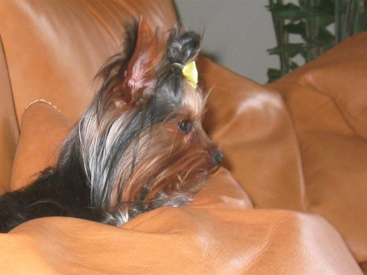 Yorkshire terrier Silk - Her er jeg næsten langhåret billede 11