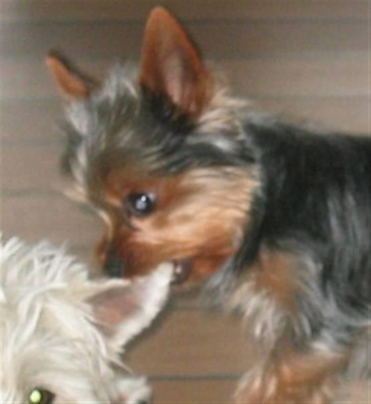 Yorkshire terrier Silk - Ha tak for sidst !! billede 12