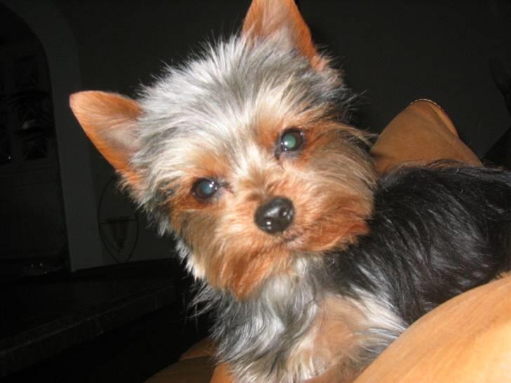 Yorkshire terrier Silk - Nu er jeg heldigvis blevet kortklippet, det er lidt nemmere at holde frisuren  billede 13