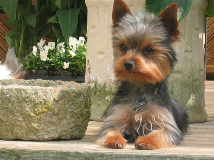 Yorkshire terrier Silk - Jeg overvåger hele vores have fra træterrassen billede 14