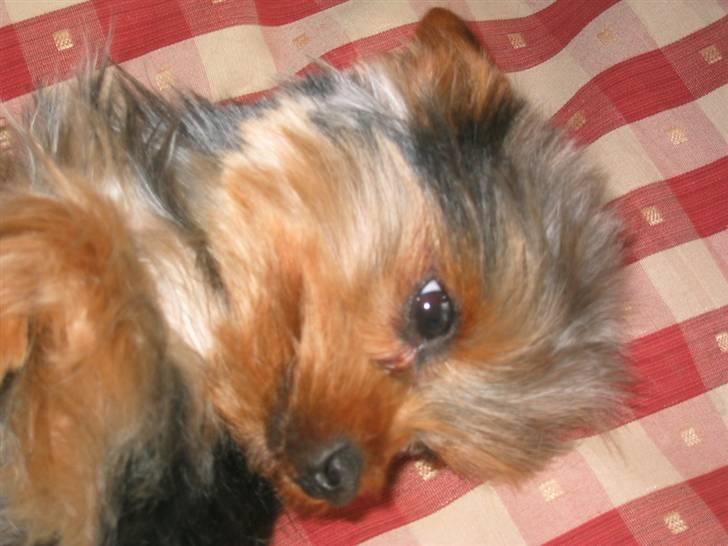 Yorkshire terrier Silk - Lige en god slapper billede 15