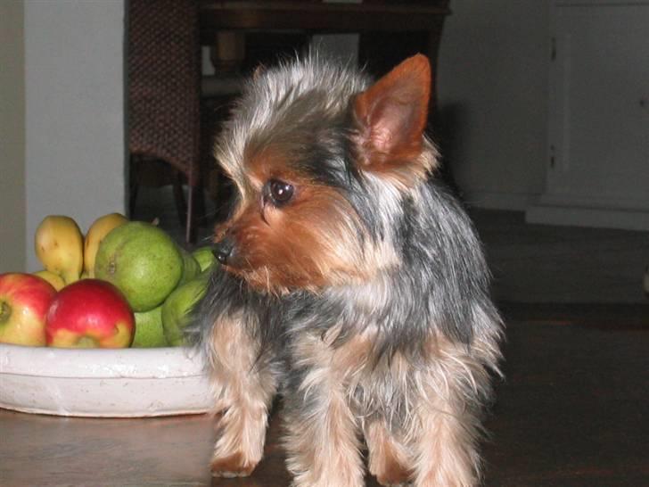Yorkshire terrier Silk - På æblerov billede 16