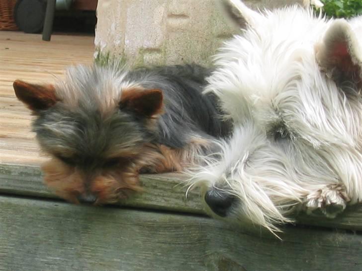Yorkshire terrier Silk - Hvor blev musen af ??? billede 17