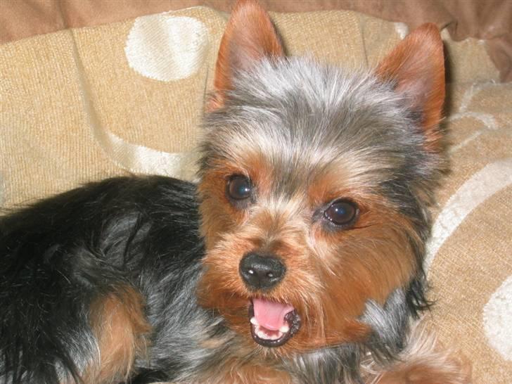 Yorkshire terrier Silk - Her kan i se mine STORE bisser billede 18