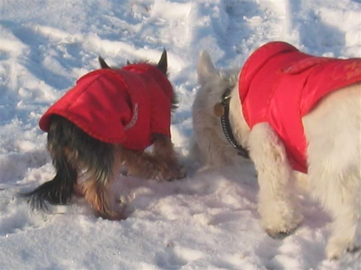 Yorkshire terrier Silk - BEDSTE VENNER billede 19