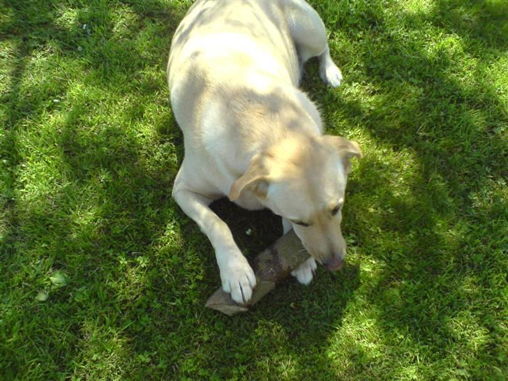 Labrador retriever Rico - mmmh en god pind ;) billede 15