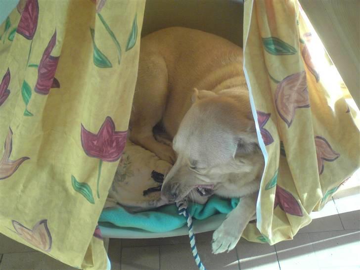 Labrador retriever Rico - godnat allesammen billede 16