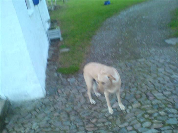 Labrador retriever Rico - kommer der mon nogen? billede 17