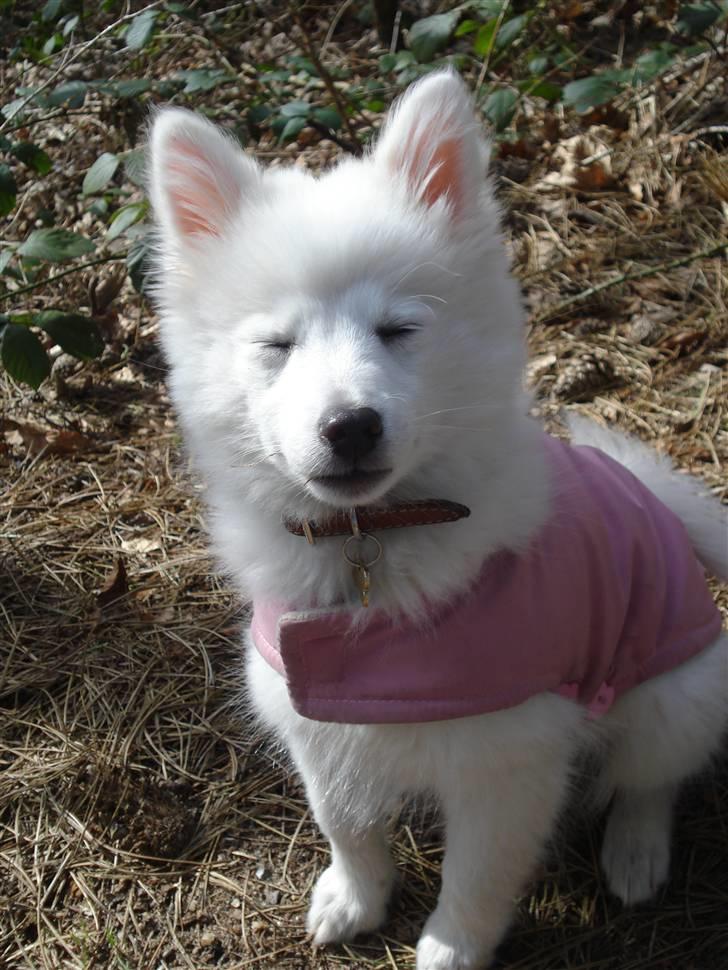 Japansk spids Akira - nååå så bedårende:) billede 8