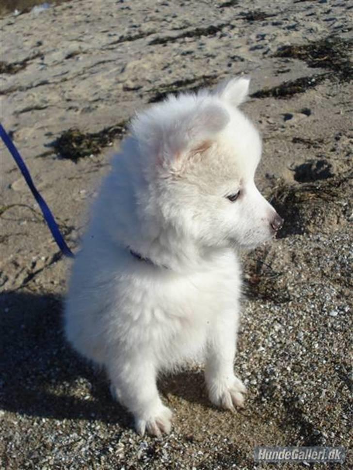 Japansk spids Akira billede 9